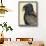 Abyssinian Bateleur Eagle-null-Giclee Print displayed on a wall