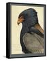 Abyssinian Bateleur Eagle-null-Framed Stretched Canvas