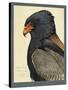 Abyssinian Bateleur Eagle-null-Stretched Canvas
