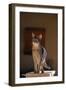 Abyssinian Blue Cat on Pedestal-DLILLC-Framed Photographic Print