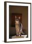 Abyssinian Blue Cat on Pedestal-DLILLC-Framed Photographic Print