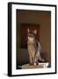 Abyssinian Blue Cat on Pedestal-DLILLC-Framed Photographic Print