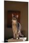 Abyssinian Blue Cat on Pedestal-DLILLC-Mounted Photographic Print