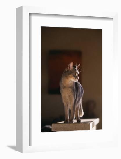 Abyssinian Blue Cat on Pedestal-DLILLC-Framed Photographic Print