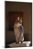 Abyssinian Blue Cat on Pedestal-DLILLC-Mounted Photographic Print