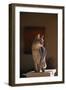 Abyssinian Blue Cat on Pedestal-DLILLC-Framed Photographic Print