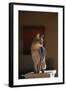 Abyssinian Blue Cat on Pedestal-DLILLC-Framed Photographic Print