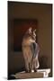 Abyssinian Blue Cat on Pedestal-DLILLC-Mounted Photographic Print