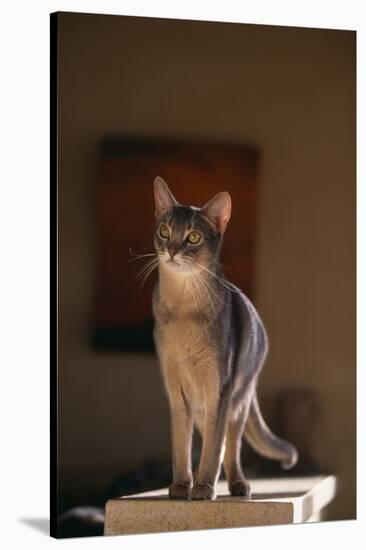 Abyssinian Blue Cat on Pedestal-DLILLC-Stretched Canvas