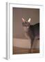 Abyssinian Blue Cat on Step-DLILLC-Framed Photographic Print