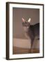 Abyssinian Blue Cat on Step-DLILLC-Framed Photographic Print