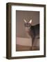 Abyssinian Blue Cat on Step-DLILLC-Framed Photographic Print