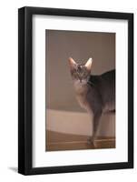 Abyssinian Blue Cat on Step-DLILLC-Framed Photographic Print