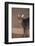 Abyssinian Blue Cat on Step-DLILLC-Framed Photographic Print