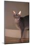 Abyssinian Blue Cat on Step-DLILLC-Mounted Photographic Print