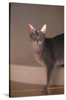 Abyssinian Blue Cat on Step-DLILLC-Stretched Canvas