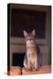 Abyssinian Blue Cat Sitting on Sofa-DLILLC-Stretched Canvas