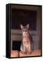 Abyssinian Blue Cat Sitting on Sofa-DLILLC-Framed Stretched Canvas