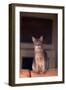 Abyssinian Blue Cat Sitting on Sofa-DLILLC-Framed Photographic Print