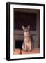 Abyssinian Blue Cat Sitting on Sofa-DLILLC-Framed Photographic Print