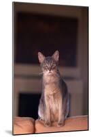 Abyssinian Blue Cat Sitting on Sofa-DLILLC-Mounted Photographic Print