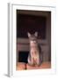 Abyssinian Blue Cat Sitting on Sofa-DLILLC-Framed Photographic Print