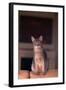 Abyssinian Blue Cat Sitting on Sofa-DLILLC-Framed Photographic Print