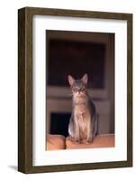 Abyssinian Blue Cat Sitting on Sofa-DLILLC-Framed Photographic Print