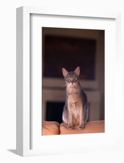 Abyssinian Blue Cat Sitting on Sofa-DLILLC-Framed Photographic Print