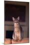 Abyssinian Blue Cat Sitting on Sofa-DLILLC-Mounted Photographic Print