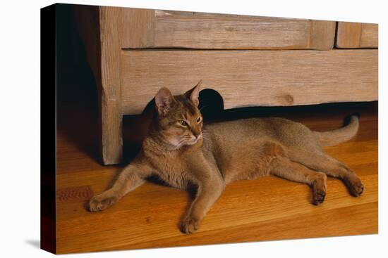 Abyssinian Cat Lounging on Floor-DLILLC-Stretched Canvas