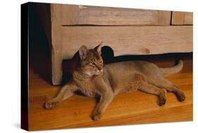 Abyssinian Cat Lounging on Floor-DLILLC-Stretched Canvas