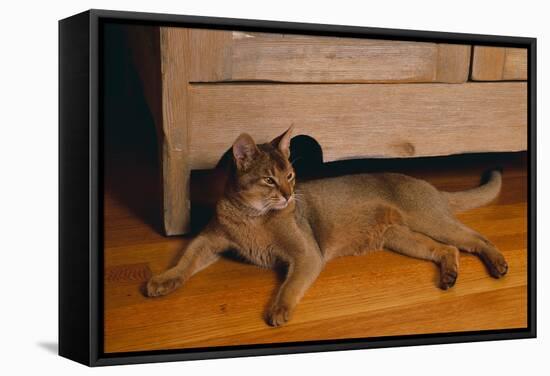 Abyssinian Cat Lounging on Floor-DLILLC-Framed Stretched Canvas