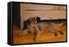 Abyssinian Cat Lounging on Floor-DLILLC-Framed Stretched Canvas