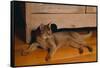 Abyssinian Cat Lounging on Floor-DLILLC-Framed Stretched Canvas