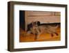 Abyssinian Cat Lounging on Floor-DLILLC-Framed Photographic Print