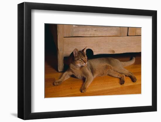 Abyssinian Cat Lounging on Floor-DLILLC-Framed Photographic Print