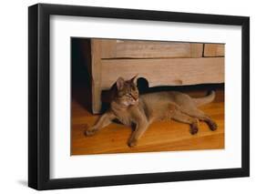 Abyssinian Cat Lounging on Floor-DLILLC-Framed Photographic Print