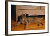 Abyssinian Cat Lounging on Floor-DLILLC-Framed Photographic Print