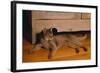 Abyssinian Cat Lounging on Floor-DLILLC-Framed Photographic Print