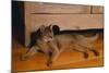 Abyssinian Cat Lounging on Floor-DLILLC-Mounted Photographic Print