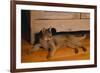 Abyssinian Cat Lounging on Floor-DLILLC-Framed Photographic Print