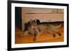 Abyssinian Cat Lounging on Floor-DLILLC-Framed Photographic Print