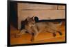 Abyssinian Cat Lounging on Floor-DLILLC-Framed Photographic Print