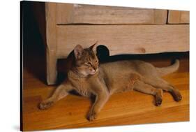 Abyssinian Cat Lounging on Floor-DLILLC-Stretched Canvas