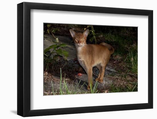 Abyssinian Cat Outdoors in Sunshine, Colchester, Connecticut-Lynn M^ Stone-Framed Photographic Print