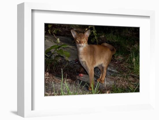 Abyssinian Cat Outdoors in Sunshine, Colchester, Connecticut-Lynn M^ Stone-Framed Photographic Print