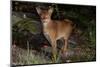 Abyssinian Cat Outdoors in Sunshine, Colchester, Connecticut-Lynn M^ Stone-Mounted Photographic Print