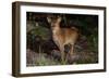 Abyssinian Cat Outdoors in Sunshine, Colchester, Connecticut-Lynn M^ Stone-Framed Photographic Print