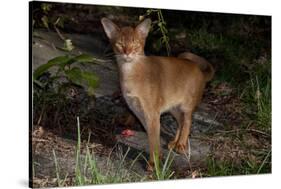 Abyssinian Cat Outdoors in Sunshine, Colchester, Connecticut-Lynn M^ Stone-Stretched Canvas